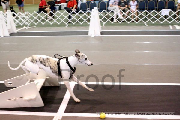 IMG_7407.jpg - Dawg Derby Flyball TournementJuly 10, 2010Classic CenterAthens, Ga