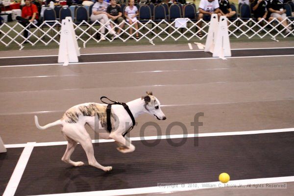 IMG_7408.jpg - Dawg Derby Flyball TournementJuly 10, 2010Classic CenterAthens, Ga