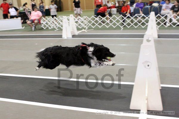 IMG_7412.jpg - Dawg Derby Flyball TournementJuly 10, 2010Classic CenterAthens, Ga