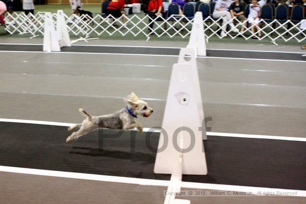 IMG_7414.jpg - Dawg Derby Flyball TournementJuly 10, 2010Classic CenterAthens, Ga