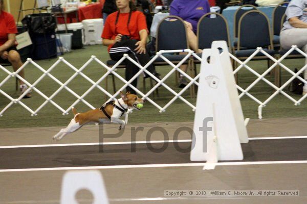 IMG_7423.jpg - Dawg Derby Flyball TournementJuly 10, 2010Classic CenterAthens, Ga