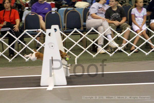 IMG_7424.jpg - Dawg Derby Flyball TournementJuly 10, 2010Classic CenterAthens, Ga