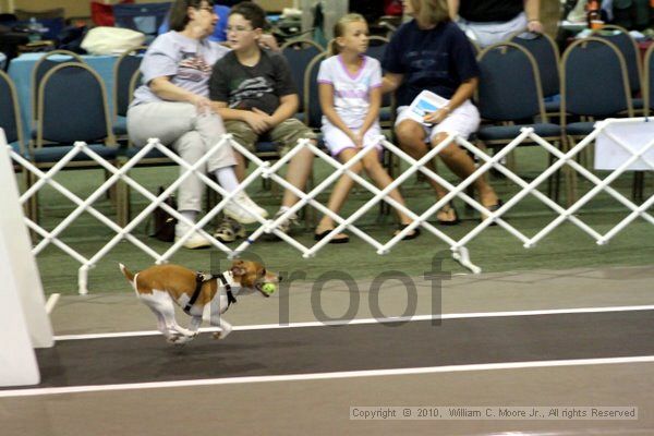 IMG_7425.jpg - Dawg Derby Flyball TournementJuly 10, 2010Classic CenterAthens, Ga