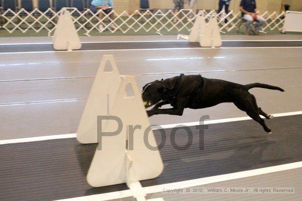 IMG_7431.jpg - Dawg Derby Flyball TournementJuly 10, 2010Classic CenterAthens, Ga