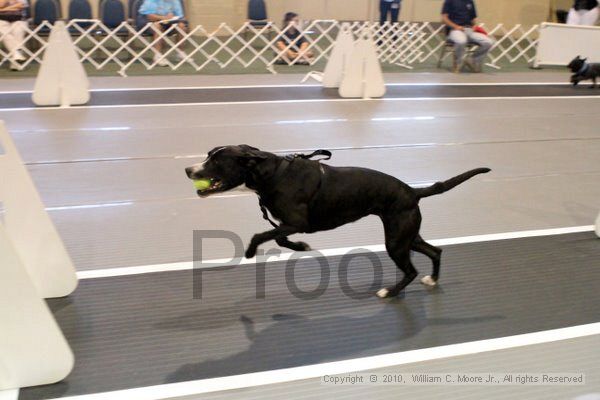 IMG_7437.jpg - Dawg Derby Flyball TournementJuly 10, 2010Classic CenterAthens, Ga