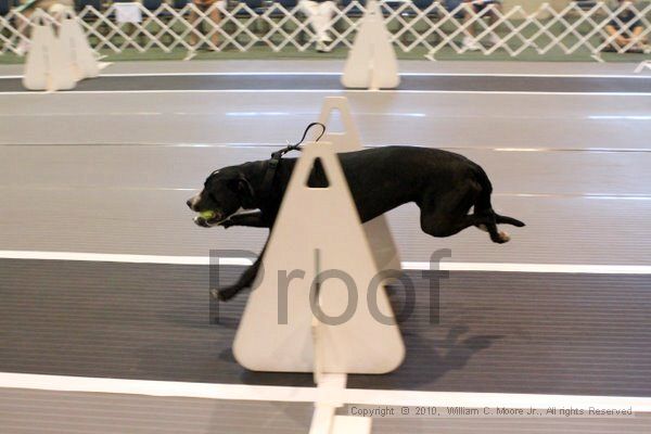 IMG_7438.jpg - Dawg Derby Flyball TournementJuly 10, 2010Classic CenterAthens, Ga
