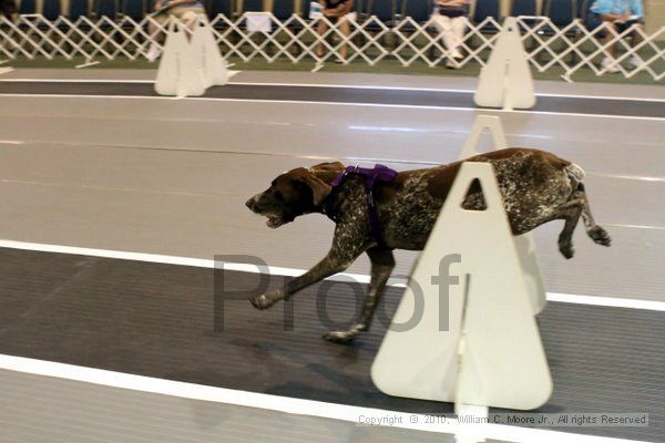IMG_7441.jpg - Dawg Derby Flyball TournementJuly 10, 2010Classic CenterAthens, Ga