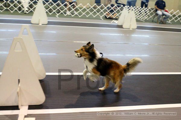 IMG_7442.jpg - Dawg Derby Flyball TournementJuly 10, 2010Classic CenterAthens, Ga