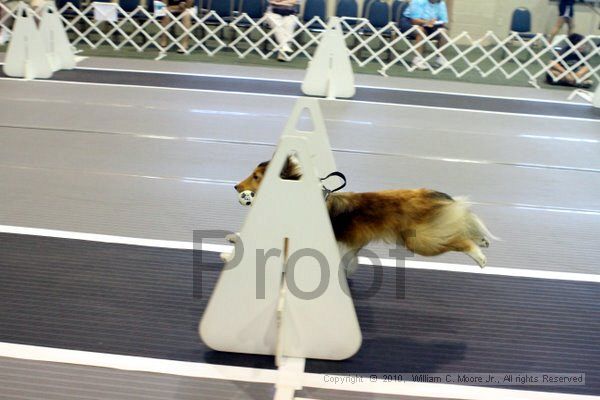 IMG_7443.jpg - Dawg Derby Flyball TournementJuly 10, 2010Classic CenterAthens, Ga