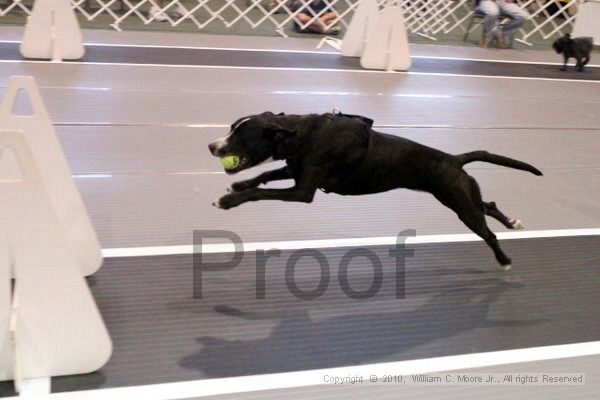 IMG_7445.jpg - Dawg Derby Flyball TournementJuly 10, 2010Classic CenterAthens, Ga