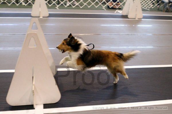 IMG_7450.jpg - Dawg Derby Flyball TournementJuly 10, 2010Classic CenterAthens, Ga