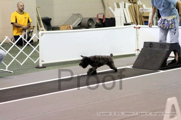 IMG_7456.jpg - Dawg Derby Flyball TournementJuly 10, 2010Classic CenterAthens, Ga