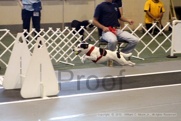 IMG_7460.jpg - Dawg Derby Flyball TournementJuly 10, 2010Classic CenterAthens, Ga