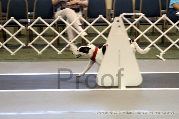 IMG_7464.jpg - Dawg Derby Flyball TournementJuly 10, 2010Classic CenterAthens, Ga