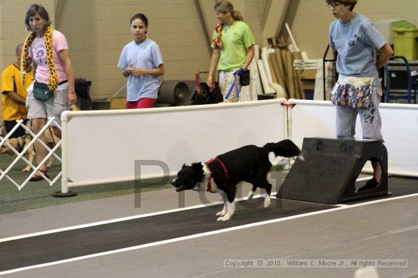 IMG_7466.jpg - Dawg Derby Flyball TournementJuly 10, 2010Classic CenterAthens, Ga