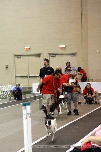 IMG_7470.jpg - Dawg Derby Flyball TournementJuly 10, 2010Classic CenterAthens, Ga