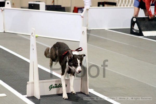 IMG_7472.jpg - Dawg Derby Flyball TournementJuly 10, 2010Classic CenterAthens, Ga