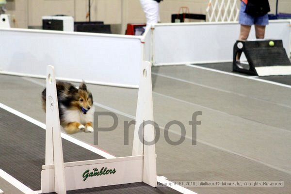 IMG_7473.jpg - Dawg Derby Flyball TournementJuly 10, 2010Classic CenterAthens, Ga