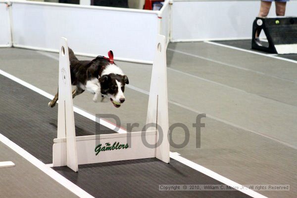 IMG_7475.jpg - Dawg Derby Flyball TournementJuly 10, 2010Classic CenterAthens, Ga