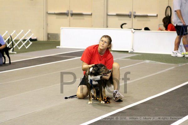 IMG_7479.jpg - Dawg Derby Flyball TournementJuly 10, 2010Classic CenterAthens, Ga