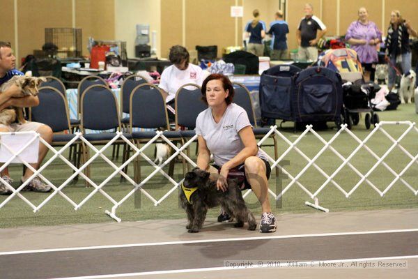 IMG_7489.jpg - Dawg Derby Flyball TournementJuly 10, 2010Classic CenterAthens, Ga
