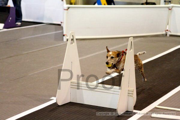 IMG_7502.jpg - Dawg Derby Flyball TournementJuly 10, 2010Classic CenterAthens, Ga