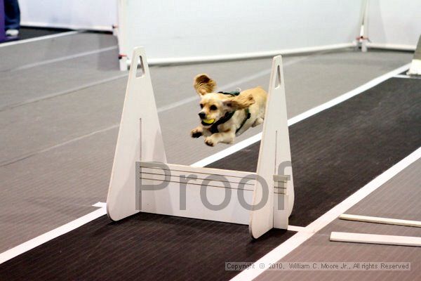 IMG_7504.jpg - Dawg Derby Flyball TournementJuly 10, 2010Classic CenterAthens, Ga