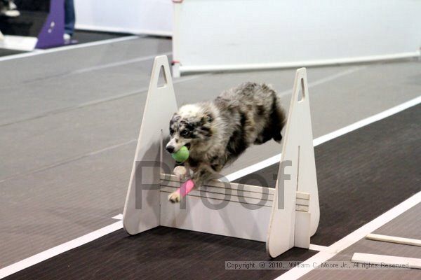 IMG_7505.jpg - Dawg Derby Flyball TournementJuly 10, 2010Classic CenterAthens, Ga