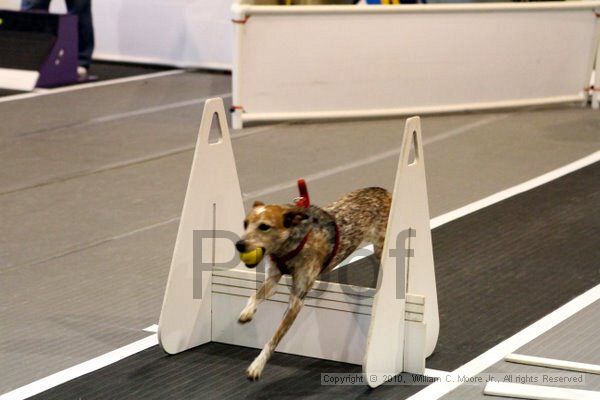 IMG_7506.jpg - Dawg Derby Flyball TournementJuly 10, 2010Classic CenterAthens, Ga