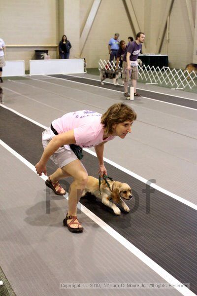 IMG_7515.jpg - Dawg Derby Flyball TournementJuly 10, 2010Classic CenterAthens, Ga