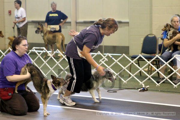 IMG_7517.jpg - Dawg Derby Flyball TournementJuly 10, 2010Classic CenterAthens, Ga