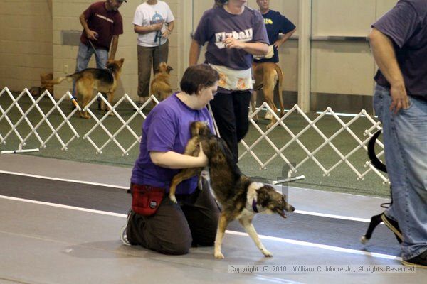 IMG_7519.jpg - Dawg Derby Flyball TournementJuly 10, 2010Classic CenterAthens, Ga