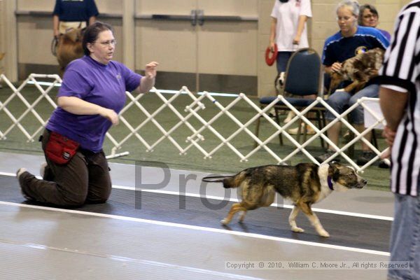 IMG_7522.jpg - Dawg Derby Flyball TournementJuly 10, 2010Classic CenterAthens, Ga