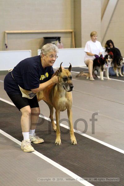 IMG_7529.jpg - Dawg Derby Flyball TournementJuly 10, 2010Classic CenterAthens, Ga