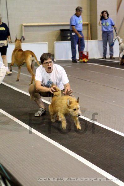 IMG_7535.jpg - Dawg Derby Flyball TournementJuly 10, 2010Classic CenterAthens, Ga