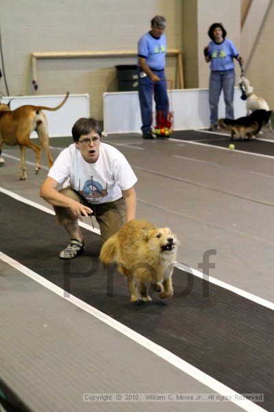 IMG_7536.jpg - Dawg Derby Flyball TournementJuly 10, 2010Classic CenterAthens, Ga