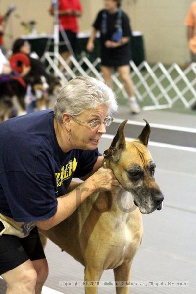 IMG_7542.jpg - Dawg Derby Flyball TournementJuly 10, 2010Classic CenterAthens, Ga