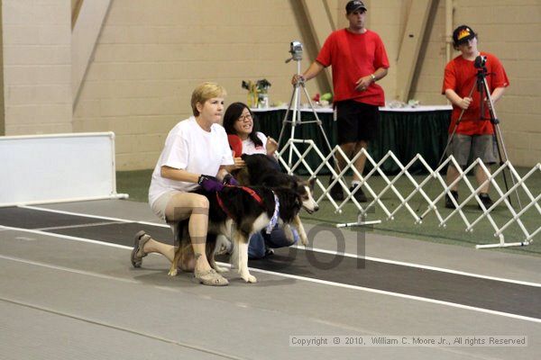 IMG_7545.jpg - Dawg Derby Flyball TournementJuly 10, 2010Classic CenterAthens, Ga