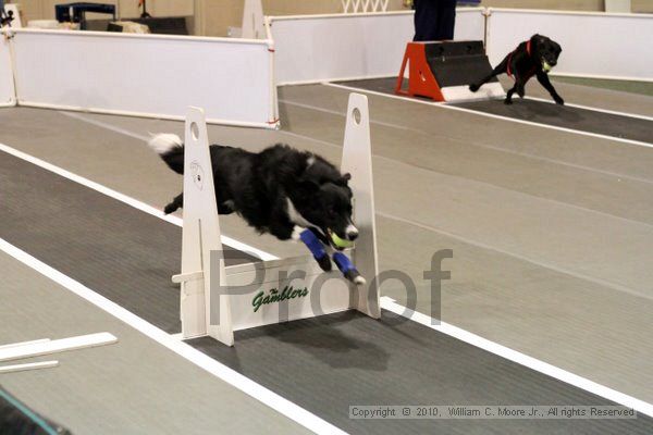 IMG_7552.jpg - Dawg Derby Flyball TournementJuly 10, 2010Classic CenterAthens, Ga