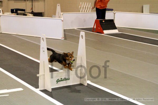 IMG_7553.jpg - Dawg Derby Flyball TournementJuly 10, 2010Classic CenterAthens, Ga