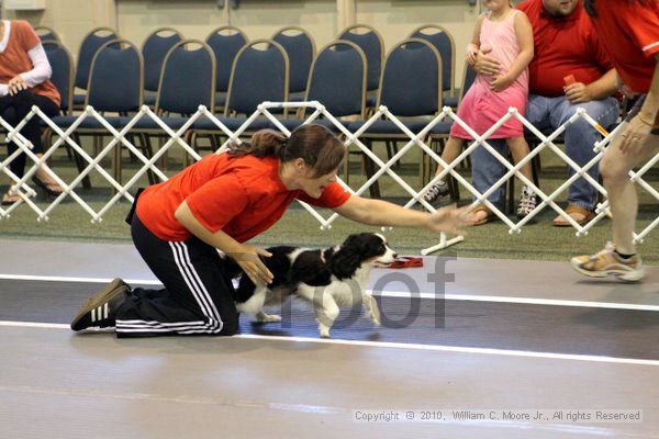 IMG_7560.jpg - Dawg Derby Flyball TournementJuly 10, 2010Classic CenterAthens, Ga