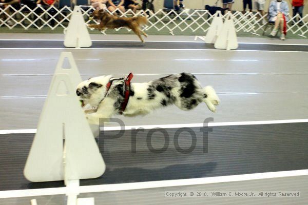 IMG_7565.jpg - Dawg Derby Flyball TournementJuly 10, 2010Classic CenterAthens, Ga