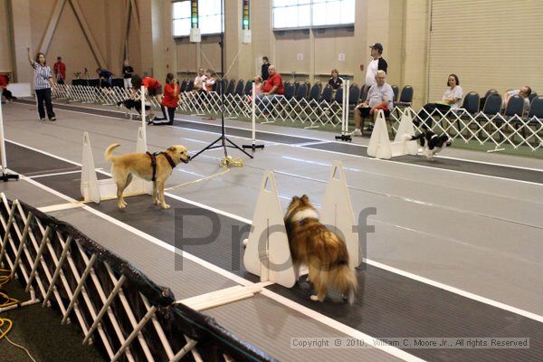 IMG_7570.jpg - Dawg Derby Flyball TournementJuly 10, 2010Classic CenterAthens, Ga
