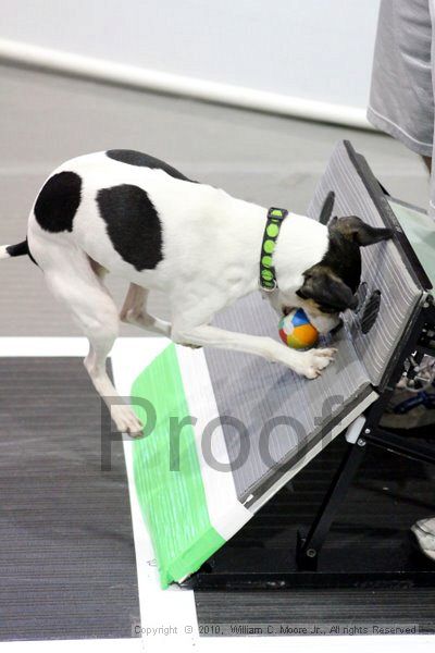 IMG_7585.jpg - Dawg Derby Flyball TournementJuly 10, 2010Classic CenterAthens, Ga