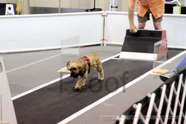 IMG_7593.jpg - Dawg Derby Flyball TournementJuly 10, 2010Classic CenterAthens, Ga