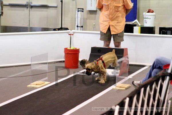 IMG_7597.jpg - Dawg Derby Flyball TournementJuly 10, 2010Classic CenterAthens, Ga