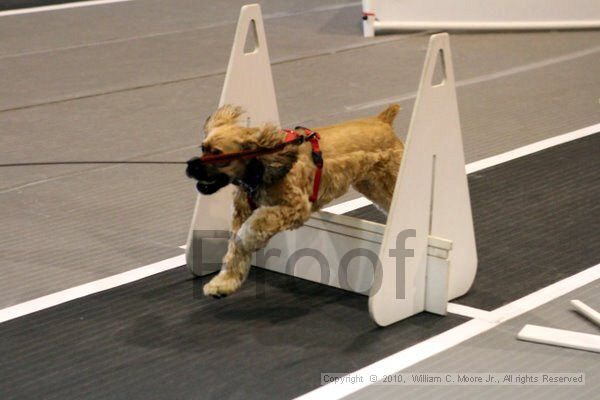 IMG_7598.jpg - Dawg Derby Flyball TournementJuly 10, 2010Classic CenterAthens, Ga