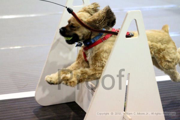 IMG_7599.jpg - Dawg Derby Flyball TournementJuly 10, 2010Classic CenterAthens, Ga