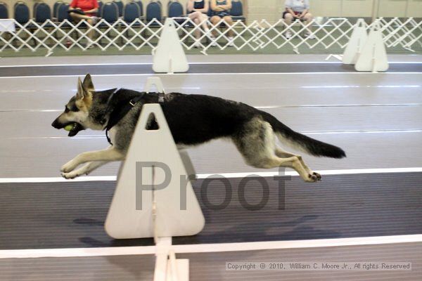 IMG_7603.jpg - Dawg Derby Flyball TournementJuly 10, 2010Classic CenterAthens, Ga