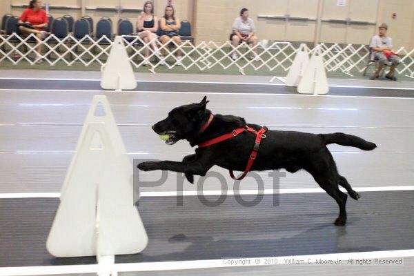 IMG_7604.jpg - Dawg Derby Flyball TournementJuly 10, 2010Classic CenterAthens, Ga